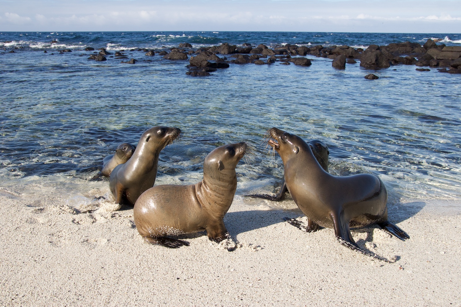 Galapagos Sea Lions