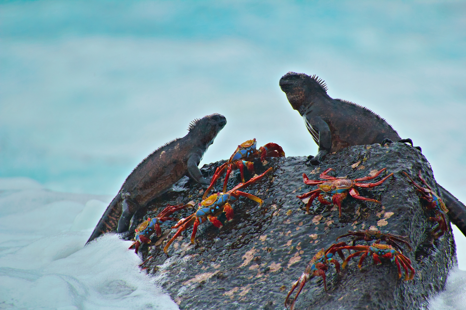 Galapagos Marine Iguanas
