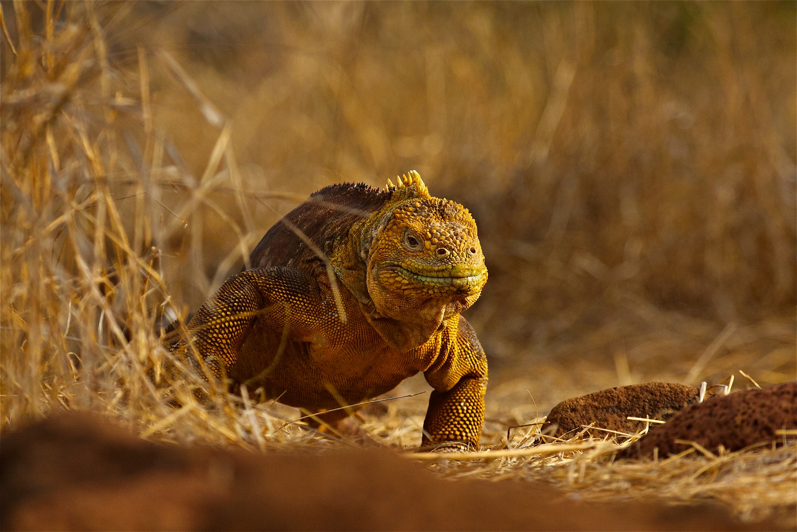 Galapagos Land Iguana