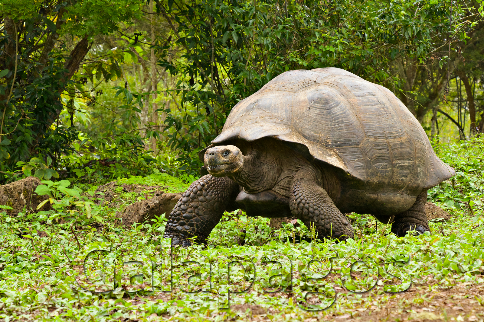 Galapagos Giant Tortoise