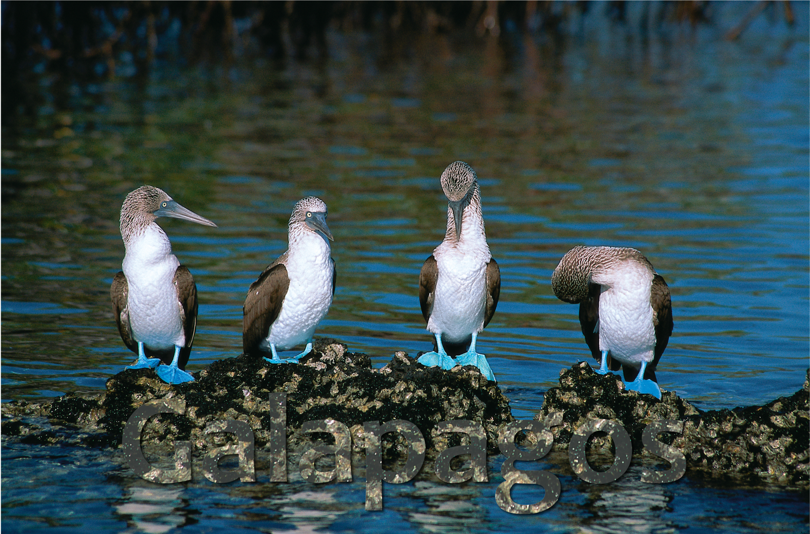 Galapagos Blue Footed Boobies
